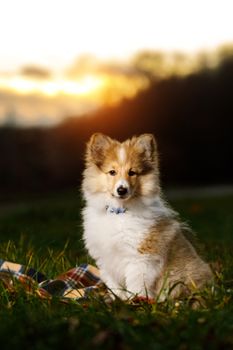 Shetland Sheepdog Puppy. Sheltie on sunset