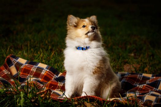 Dog on a blanket. Shetland sheepdog puppy