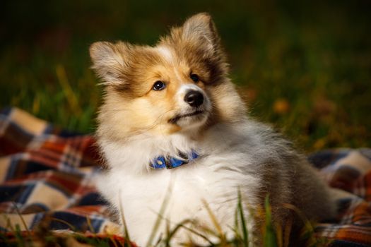 Dog on a blanket. Shetland sheepdog puppy