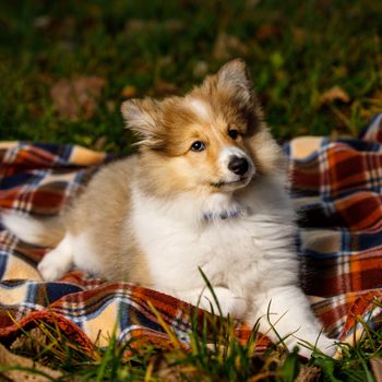 Dog on a blanket. Shetland sheepdog puppy