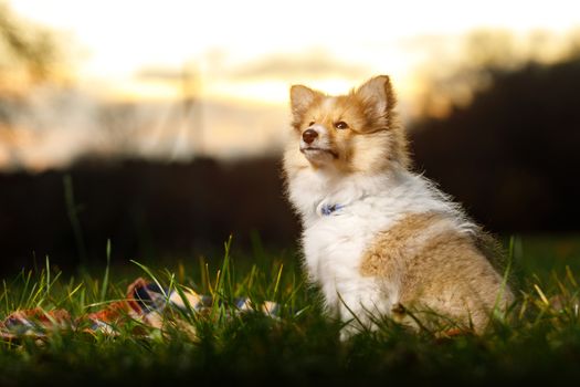 Shetland Sheepdog Puppy. Sheltie on sunset