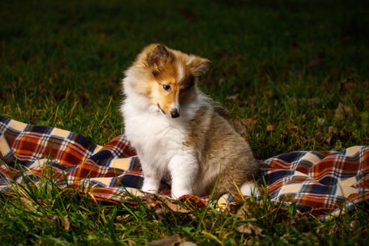 Dog on a blanket. Shetland sheepdog puppy