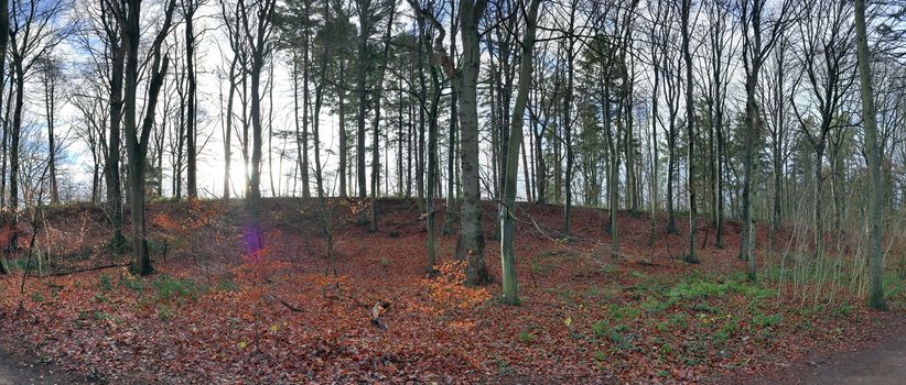 Beautiful view into a dense green forest with bright sunlight casting deep shadow.