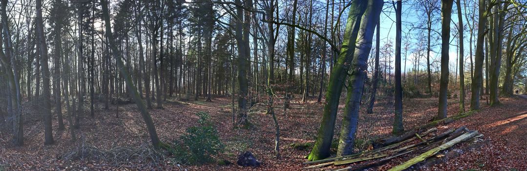 Beautiful view into a dense green forest with bright sunlight casting deep shadow.