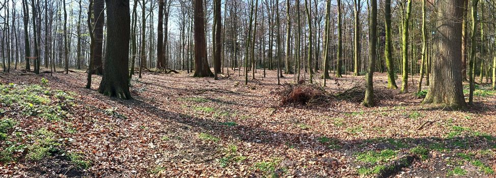 Beautiful view into a dense green forest with bright sunlight casting deep shadow.