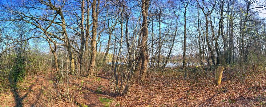 Beautiful view into a dense green forest with bright sunlight casting deep shadow.