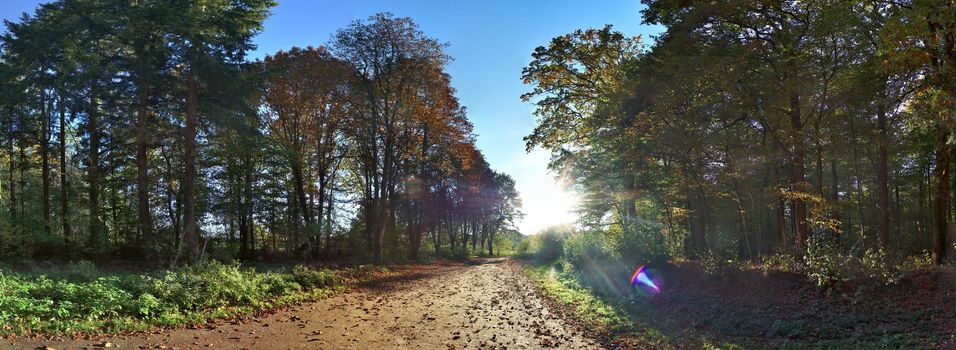 Beautiful view into a dense green forest with bright sunlight casting deep shadow.