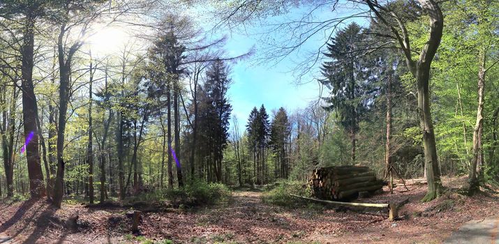 Beautiful view into a dense green forest with bright sunlight casting deep shadow.