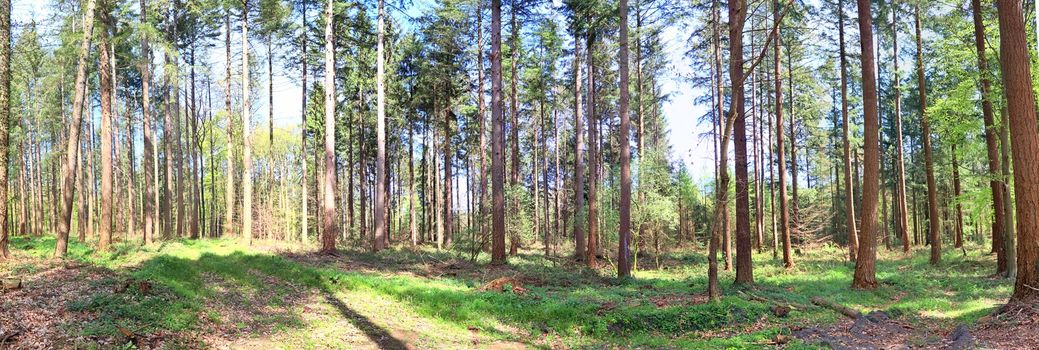 Beautiful view into a dense green forest with bright sunlight casting deep shadow.