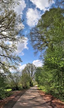 Beautiful view into a dense green forest with bright sunlight casting deep shadow.