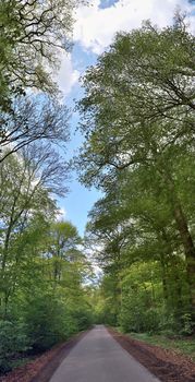 Beautiful view into a dense green forest with bright sunlight casting deep shadow.