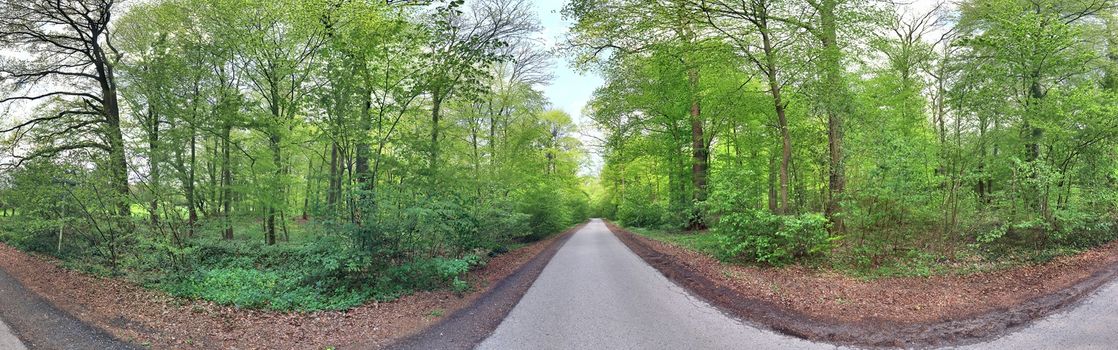 Beautiful view into a dense green forest with bright sunlight casting deep shadow.