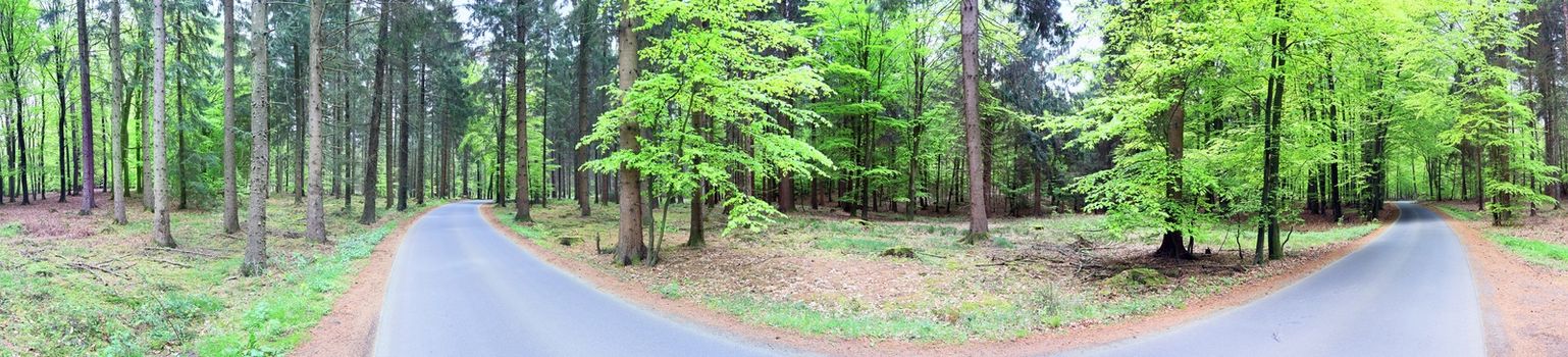 Beautiful view into a dense green forest with bright sunlight casting deep shadow.