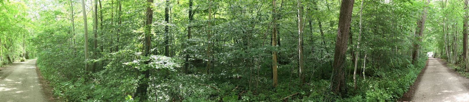 Beautiful view into a dense green forest with bright sunlight casting deep shadow.