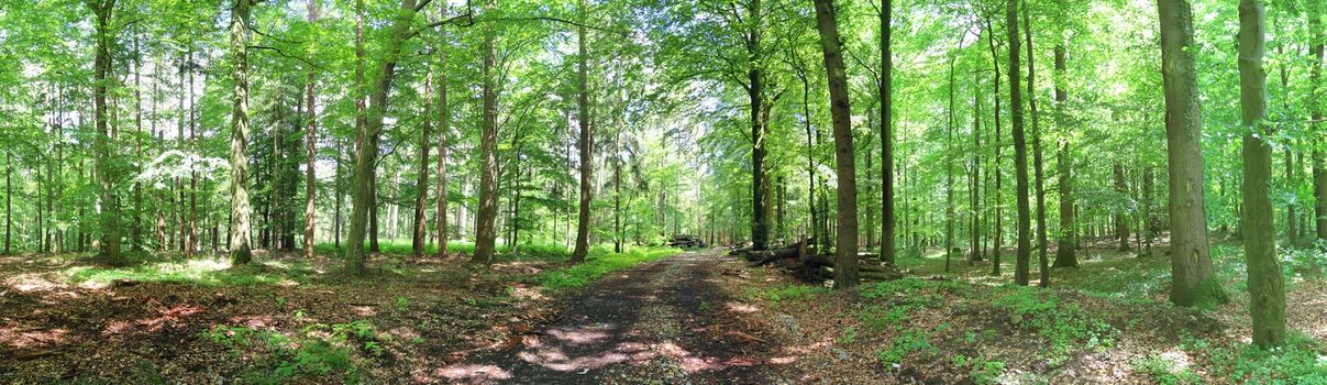 Beautiful view into a dense green forest with bright sunlight casting deep shadow.