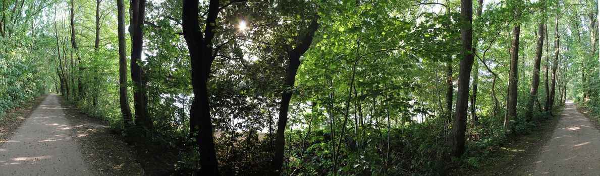 Beautiful view into a dense green forest with bright sunlight casting deep shadow.