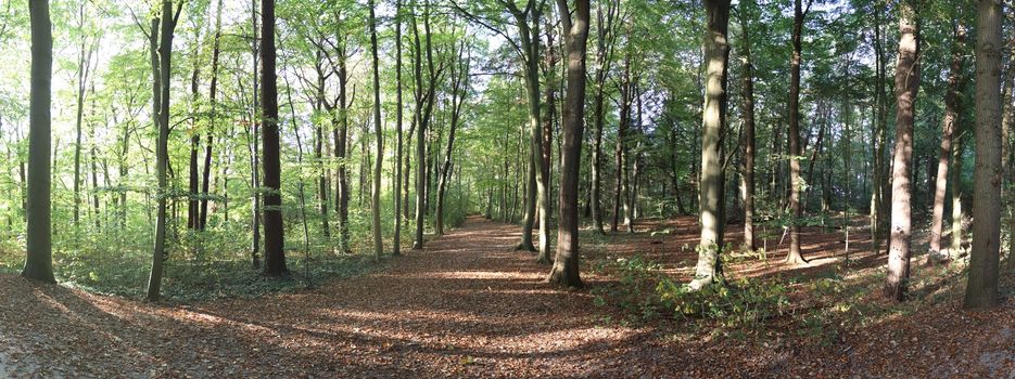 Beautiful view into a dense green forest with bright sunlight casting deep shadow.