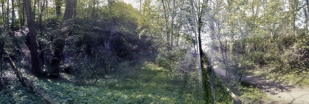 Mysterious fairy tale view into a magical dark blue forest with a soft bokeh and strong light beams