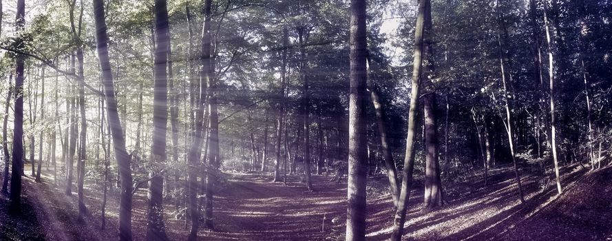 Mysterious fairy tale view into a magical dark blue forest with a soft bokeh and strong light beams