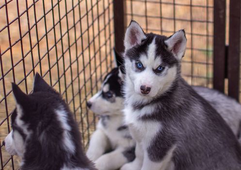 Close-up of husky dog puppies being in a cage and watching. A lone dog in a cage at an animal shelter