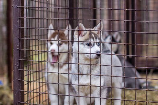 Close-up of beautiful Husky dog puppies being in a cage and looking through the cage. A lone dog in an animal shelter