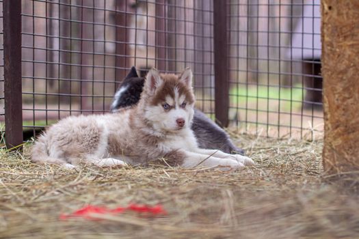 Close-up of husky dog puppies being in a cage and watching. A lone dog in a cage at an animal shelter