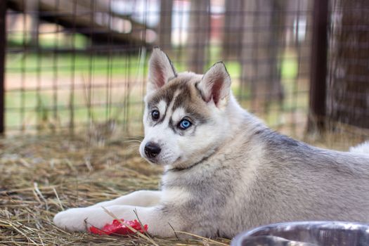 Close-up of husky dog puppies being in a cage and watching. A lone dog in a cage at an animal shelter