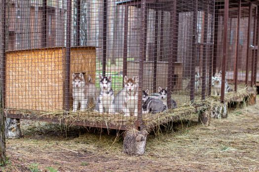 Close-up of beautiful Husky dog puppies being in a cage and looking through the cage. A lone dog in an animal shelter