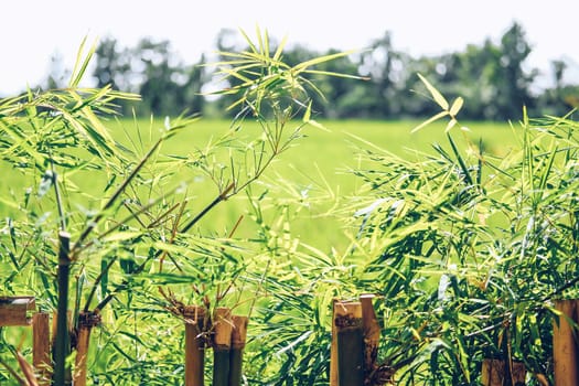 bamboo leaves plant tree fence at rice paddy field