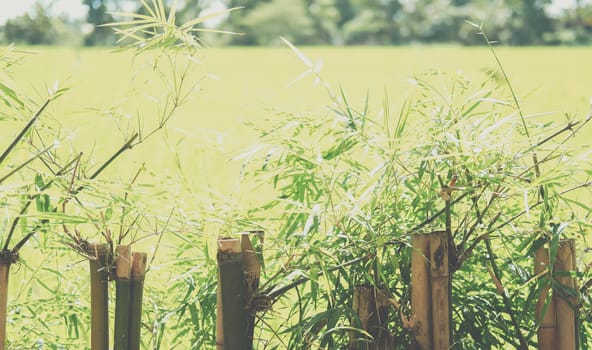 bamboo leaves plant tree fence at rice paddy field