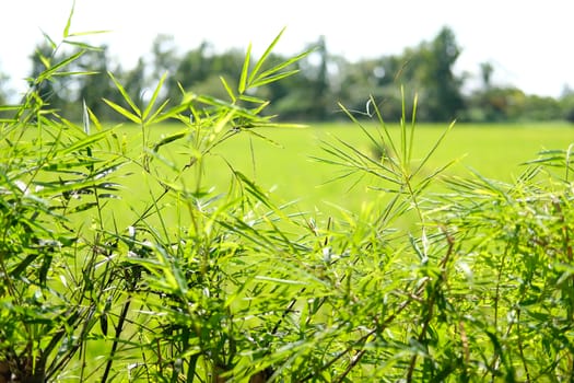 bamboo leaves plant tree fence at rice paddy field