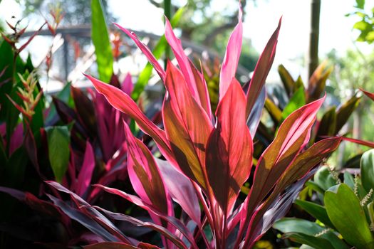 sunlight through red plant leaves in garden