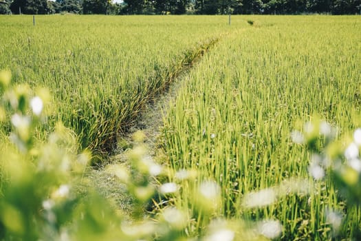 walkway in rice paddy field. countryside farm