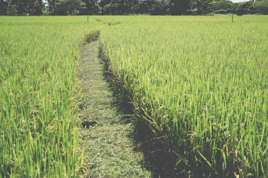 walkway in rice paddy field. countryside farm