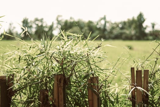 bamboo leaves plant tree fence at rice paddy field