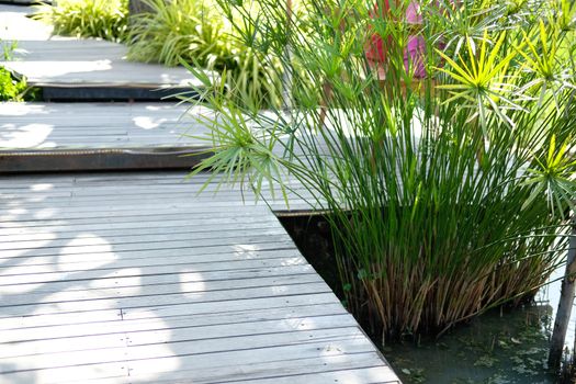 papyrus leaves plant growing in pond beside wooden walkway in garden