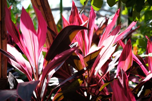sunlight through red plant leaves in garden