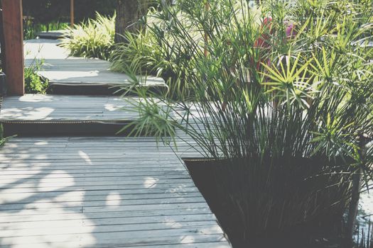 papyrus leaves plant growing in pond beside wooden walkway in garden