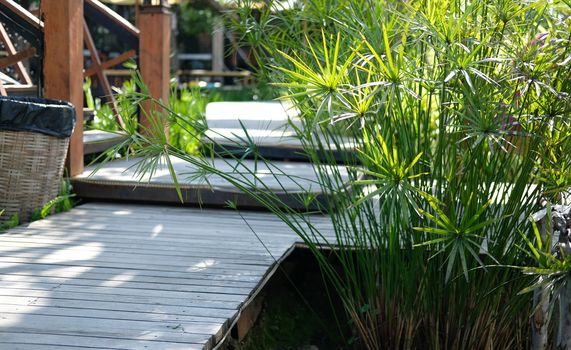 papyrus leaves plant growing in pond beside wooden walkway in garden