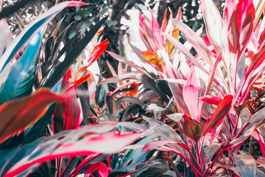 sunlight through red plant leaves in garden