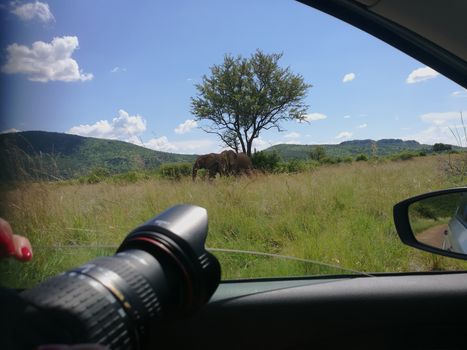 View of elephants from the car window with camera