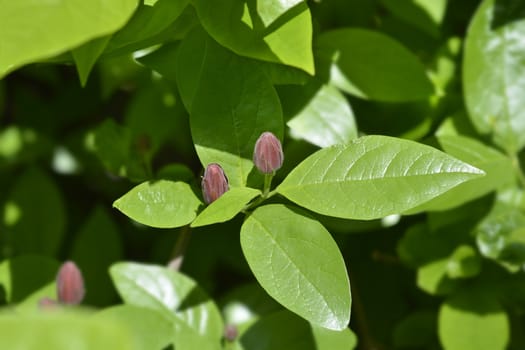 Carolina allspice flower buds - Latin name - Calycanthus floridus