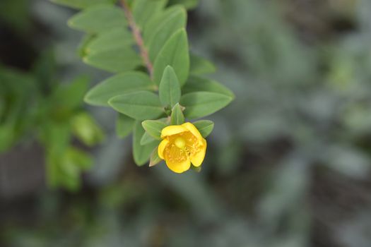 St Johns-wort Hidcote - Latin name - Hypericum x hidcoteense Hidcote