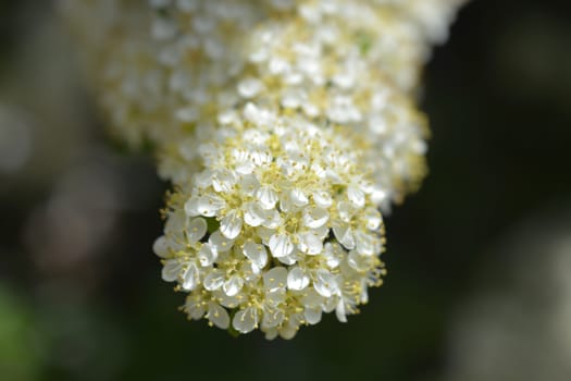 Scarlet firethorn flowers - Latin name - Pyracantha coccinea