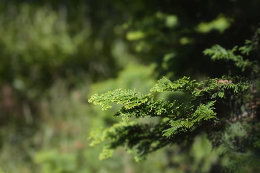 Hinoki cypress branch - Latin name - Chamaecyparis obtusa