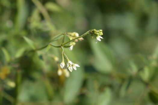 White swallow-wort flowers - Latin name - Vincetoxicum hirundinaria