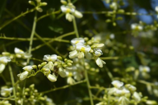 Weeping Japanese pagoda tree flowers - Latin name - Sophora japonica pendula