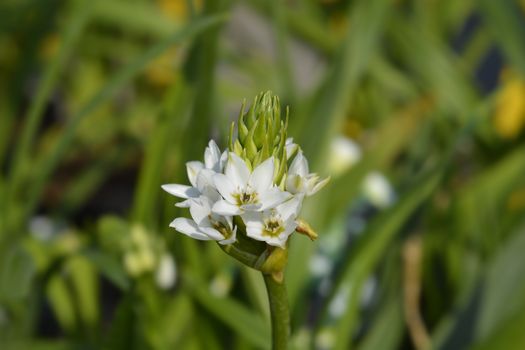 African wonder flower - Latin name - Ornithogalum thyrsoides