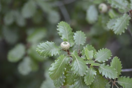 Portuguese oak - Latin name - Quercus faginea