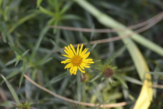 Narrow-leaved fleabane flowers - Latin name - Inula ensifolia